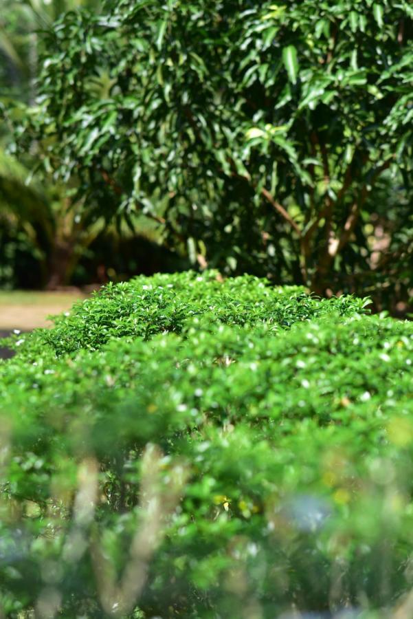 فندق Tamarind Blue تانجالي المظهر الخارجي الصورة